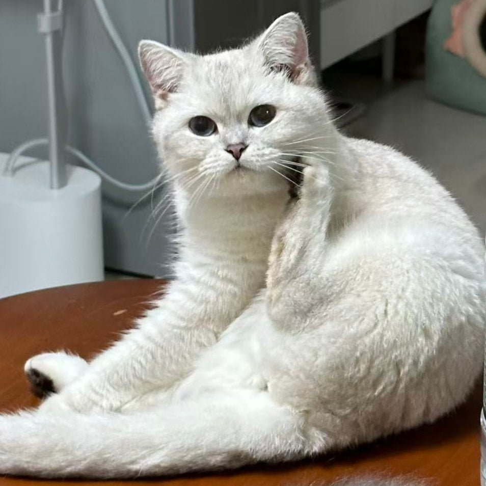 Fancy - Chief Toy Inspector