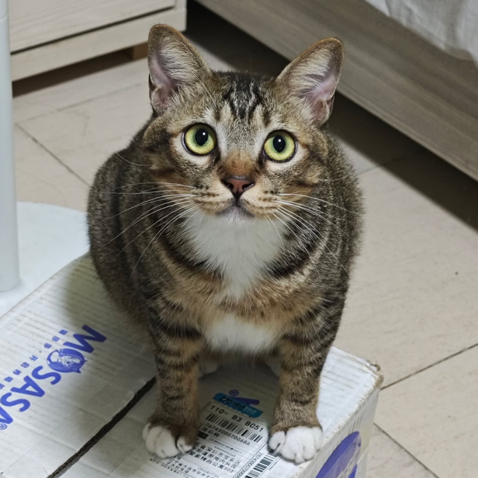 Pup - Ultimate Judge